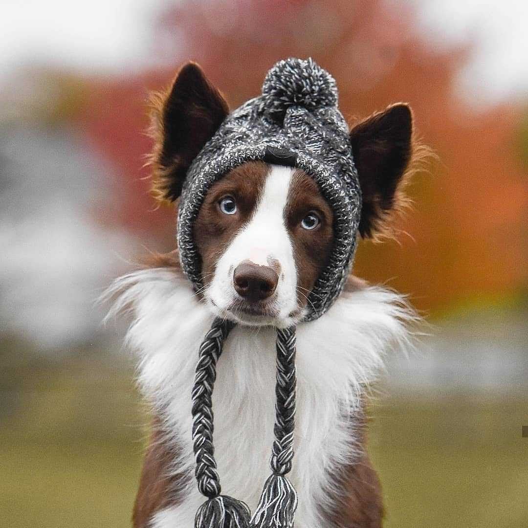 Windproof Woolen Pet Hat